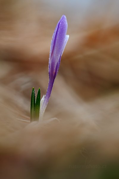 Šafrán bělokvětý (Crocus albiflorus), Šafrán bělokvětý (Crocus albiflorus) Crocus, Autor: Ondřej Prosický | NaturePhoto.cz, Model: Canon EOS 5D Mark II, Objektiv: EF100mm f/2.8L Macro IS USM, Ohnisková vzdálenost (EQ35mm): 100 mm, stativ Gitzo, Clona: 3.5, Doba expozice: 1/80 s, ISO: 400, Kompenzace expozice: +1/3, Blesk: Ne, 5. dubna 2014 7:08:19, Prachaticko, Šumava (Česko)