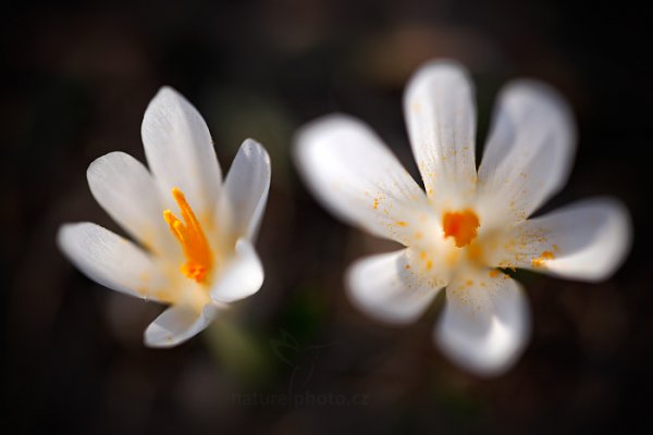 Šafrán bělokvětý (Crocus albiflorus), Šafrán bělokvětý (Crocus albiflorus) Crocus, Autor: Ondřej Prosický | NaturePhoto.cz, Model: Canon EOS 5D Mark II, Objektiv: EF100mm f/2.8L Macro IS USM, Ohnisková vzdálenost (EQ35mm): 100 mm, stativ Gitzo, Clona: 2.8, Doba expozice: 1/400 s, ISO: 100, Kompenzace expozice: -2/3, Blesk: Ne, 7. dubna 2014 18:25:53, Prachaticko, Šumava (Česko) 