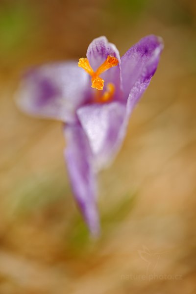 Šafrán bělokvětý (Crocus albiflorus), Šafrán bělokvětý (Crocus albiflorus) Crocus, Autor: Ondřej Prosický | NaturePhoto.cz, Model: Canon EOS 5D Mark II, Objektiv: EF100mm f/2.8L Macro IS USM, Ohnisková vzdálenost (EQ35mm): 100 mm, stativ Gitzo, Clona: 3.2, Doba expozice: 1/125 s, ISO: 200, Kompenzace expozice: +2/3, Blesk: Ne, 5. dubna 2014 9:48:28, Prachaticko, Šumava (Česko) 