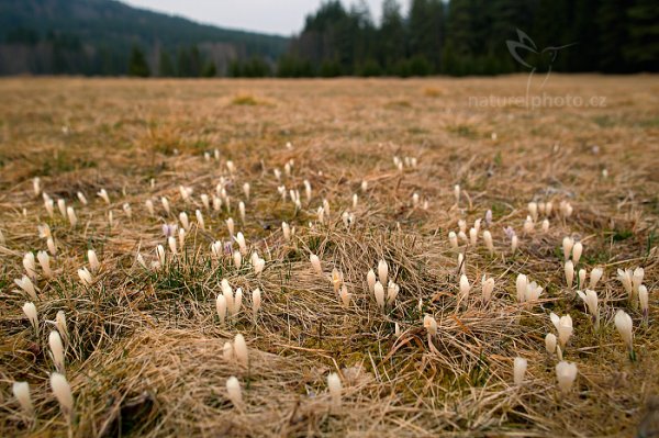 Šafrán bělokvětý (Crocus albiflorus), Šafrán bělokvětý (Crocus albiflorus) Crocus, Autor: Ondřej Prosický | NaturePhoto.cz, Model: Canon EOS 5D Mark II, Objektiv: EF24mm f/1.4L USM II, Ohnisková vzdálenost (EQ35mm): 24 mm, stativ Gitzo, Clona: 5, Doba expozice: 1/125 s, ISO: 200, Kompenzace expozice: +2/3, Blesk: Ne, 5. dubna 2014 9:48:28, Prachaticko, Šumava (Česko) 