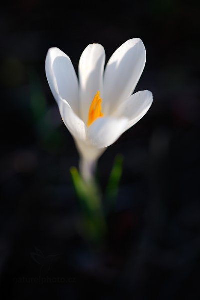 Šafrán bělokvětý (Crocus albiflorus), Šafrán bělokvětý (Crocus albiflorus) Crocus, Autor: Ondřej Prosický | NaturePhoto.cz, Model: Canon EOS 5D Mark II, Objektiv: EF100mm f/2.8L Macro IS USM, Ohnisková vzdálenost (EQ35mm): 100 mm, stativ Gitzo, Clona: 3.2, Doba expozice: 1/100 s, ISO: 100, Kompenzace expozice: -1/3, Blesk: Ne, 7. dubna 2014 18:30:49, Prachaticko, Šumava (Česko) 