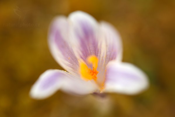 Šafrán bělokvětý (Crocus albiflorus), Šafrán bělokvětý (Crocus albiflorus) Crocus, Autor: Ondřej Prosický | NaturePhoto.cz, Model: Canon EOS 5D Mark II, Objektiv: EF100mm f/2.8L Macro IS USM, Ohnisková vzdálenost (EQ35mm): 100 mm, stativ Gitzo, Clona: 3.2, Doba expozice: 1/100 s, ISO: 100, Kompenzace expozice: +1/3, Blesk: Ne, 5. dubna 2014 10:25:26, Prachaticko, Šumava (Česko)