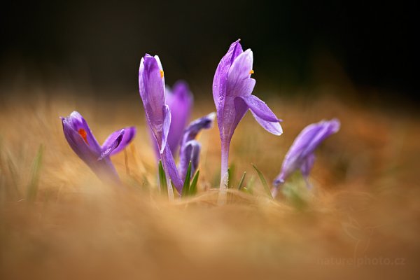 Šafrán bělokvětý (Crocus albiflorus), Šafrán bělokvětý (Crocus albiflorus) Crocus, Autor: Ondřej Prosický | NaturePhoto.cz, Model: Canon EOS 5D Mark II, Objektiv: EF100mm f/2.8L Macro IS USM, Ohnisková vzdálenost (EQ35mm): 100 mm, stativ Gitzo, Clona: 3.2, Doba expozice: 1/500 s, ISO: 200, Kompenzace expozice: +1/3, Blesk: Ne, 5. dubna 2014 10:05:52, Prachaticko, Šumava (Česko) 