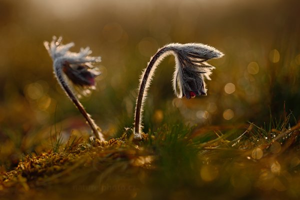 Koniklec luční český (Pulsatilla pratensis), Koniklec luční český (Pulsatilla pratensis) Small Pasque Flower, Autor: Ondřej Prosický | NaturePhoto.cz, Model: Canon EOS 5D Mark II, Objektiv: Canon EF 100mm f/2.8 L Macro IS USM, Ohnisková vzdálenost (EQ35mm): 100 mm, stativ Gitzo, Clona: 3.5, Doba expozice: 1/200 s, ISO: 100, Kompenzace expozice: 0, Blesk: Ne, 29. března 2014 7:17:19, na louce (Česko) 