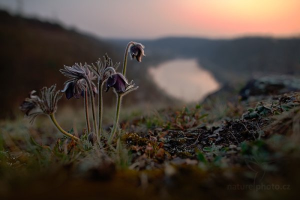 Koniklec luční český (Pulsatilla pratensis), Koniklec luční český (Pulsatilla pratensis) Small Pasque Flower, Autor: Ondřej Prosický | NaturePhoto.cz, Canon EOS 5D Mark II, Objektiv: Canon EF 24mm f/1.4 L USM II, Ohnisková vzdálenost (EQ35mm): 24 mm, stativ Gitzo, Clona: 3.5, Doba expozice: 1/15 s + 1/60 s + 1/250 s, ISO: 100, Kompenzace expozice: 0, Blesk: Ne, 29. března 2014 17:56, na louce (Česko)