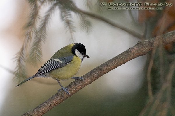 Sýkora koňadra (Parus major), Autor: Ondřej Prosický, Model aparátu: Canon EOS 20D, Objektiv: Canon EF 400mm f/5.6 L USM, stativ Gitzo G1227 + G1377M, Ohnisková vzdálenost: 400.00 mm, Režim měření expozice: Vzorek, Clona: 5.60, Doba expozice: 1/250 s, ISO: 800, Vyvážení expozice: 0.00, Blesk: Ano, Vytvořeno: 18. listopadu 2005 11:25:25, Svatý Kopeček u Olomouce (ČR)