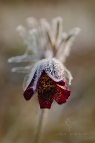 Koniklec luční český (Pulsatilla pratensis), Koniklec luční český (Pulsatilla pratensis) Small Pasque Flower, Autor: Ondřej Prosický | NaturePhoto.cz, Model: Canon EOS 5D Mark II, Objektiv: Canon EF 100mm f/2.8 L Macro IS USM, Ohnisková vzdálenost (EQ35mm): 100 mm, stativ Gitzo, Clona: 3.5, Doba expozice: 1/80 s, ISO: 100, Kompenzace expozice: +1/3, Blesk: Ne, 29. března 2014 6:54:10, na louce (Česko) 