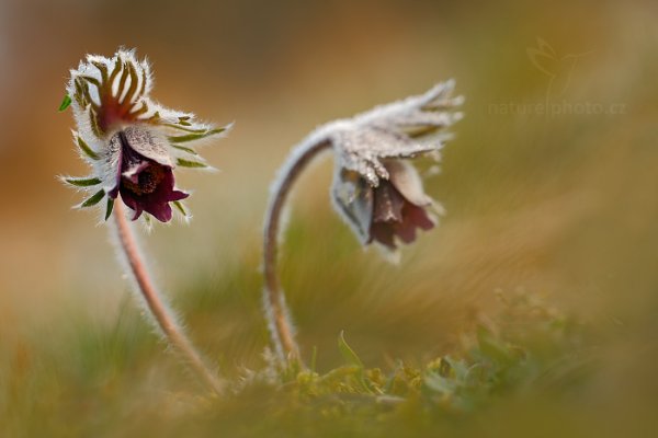 Koniklec luční český (Pulsatilla pratensis), Koniklec luční český (Pulsatilla pratensis) Small Pasque Flower, Autor: Ondřej Prosický | NaturePhoto.cz, Model: Canon EOS 5D Mark II, Objektiv: Canon EF 100mm f/2.8 L Macro IS USM, Ohnisková vzdálenost (EQ35mm): 100 mm, stativ Gitzo, Clona: 4.0, Doba expozice: 1/80 s, ISO: 100, Kompenzace expozice: +1/3, Blesk: Ne, 29. března 2014 7:13:00, na louce (Česko)  