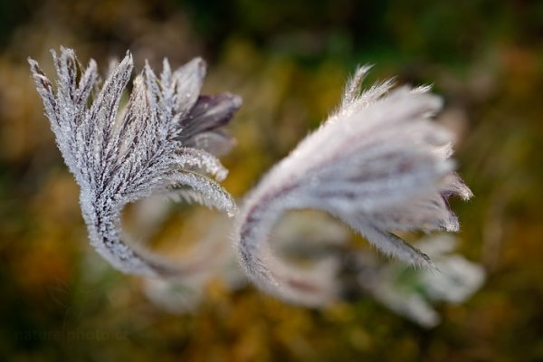 Koniklec luční český (Pulsatilla pratensis), Koniklec luční český (Pulsatilla pratensis) Small Pasque Flower, Autor: Ondřej Prosický | NaturePhoto.cz, Model: Canon EOS 5D Mark II, Objektiv: Canon EF 100mm f/2.8 L Macro IS USM, Ohnisková vzdálenost (EQ35mm): 100 mm, stativ Gitzo, Clona: 3.2, Doba expozice: 1/125 s, ISO: 100, Kompenzace expozice: 0, Blesk: Ne, 29. března 2014 6:46:08, na louce (Česko)  