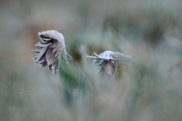 Koniklec luční český (Pulsatilla pratensis), Koniklec luční český (Pulsatilla pratensis) Small Pasque Flower, Autor: Ondřej Prosický | NaturePhoto.cz, Model: Canon EOS 5D Mark II, Objektiv: Canon EF 100mm f/2.8 L Macro IS USM, Ohnisková vzdálenost (EQ35mm): 100 mm, stativ Gitzo, Clona: 4.5, Doba expozice: 1/100 s, ISO: 100, Kompenzace expozice: +2/3, Blesk: Ne, 29. března 2014 6:49:25, na louce (Česko) 