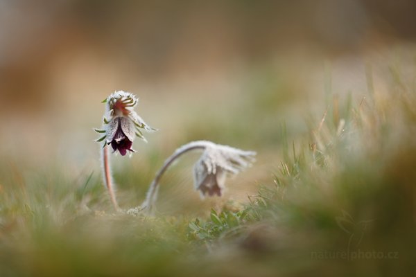 Koniklec luční český (Pulsatilla pratensis), Koniklec luční český (Pulsatilla pratensis) Small Pasque Flower, Autor: Ondřej Prosický | NaturePhoto.cz, Model: Canon EOS 5D Mark II, Objektiv: Canon EF 100mm f/2.8 L Macro IS USM Ohnisková vzdálenost (EQ35mm): 100 mm, stativ Gitzo, Clona: 3.2, Doba expozice: 1/125 s, ISO: 100, Kompenzace expozice: +1/3, Blesk: Ne, 29. března 2014 7:11:21, na louce (Česko) 