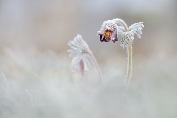 Koniklec luční český (Pulsatilla pratensis), Koniklec luční český (Pulsatilla pretensis) Small Pasque Flower, Autor: Ondřej Prosický | NaturePhoto.cz, Model: Canon EOS 5D Mark II, Objektiv: Canon EF 100mm f/2.8 L Macro IS USM, Ohnisková vzdálenost (EQ35mm): 100 mm, stativ Gitzo, Clona: 3.5, Doba expozice: 1/160 s, ISO: 100, Kompenzace expozice: 0, Blesk: Ne, 29. března 2014 6:37:42, na louce (Česko) 