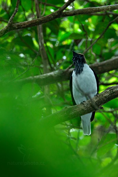 Zvonovec vousatý (Procnias averano), Zvonovec vousatý (Procnias averano) Bearded Bellbird, Autor: Ondřej Prosický | NaturePhoto.cz, Model: Canon EOS-1D X, Objektiv: EF400mm f/2.8L IS II USM +2x III, Ohnisková vzdálenost (EQ35mm): 800 mm, stativ Gitzo, Clona: 5.6, Doba expozice: 1/40 s, ISO: 2500, Kompenzace expozice: -1, Blesk: Ano, 18. ledna 2014 9:49:54, Arima (Trinidad & Tobago)