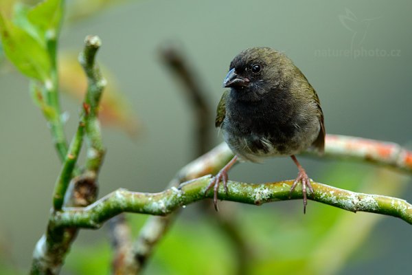 Kubánka dvoubarvá (Tiaris bicolor), Kubánka dvoubarvá (Tiaris bicolor) Black-faced Grassquit, Autor: Ondřej Prosický | NaturePhoto.cz, Model: Canon EOS-1D X, Objektiv: EF400mm f/2.8L IS II USM +2x III, Ohnisková vzdálenost (EQ35mm): 800 mm, stativ Gitzo, Clona: 6.3, Doba expozice: 1/250 s, ISO: 2000, Kompenzace expozice: -1, Blesk: Ano, 26. ledna 2014 7:17:04, Arnos Vale (Trinidad & Tobago)