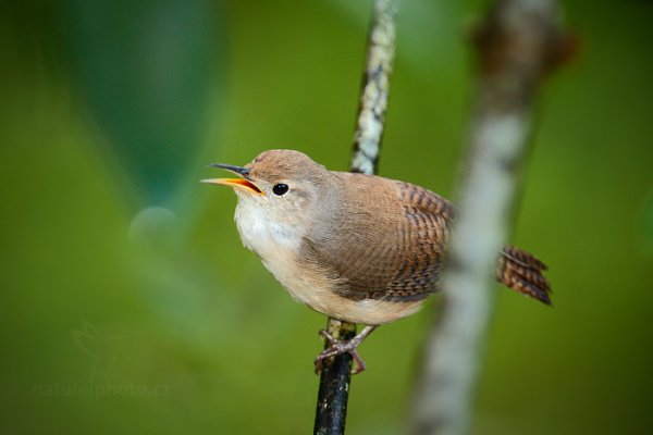 Střízlík zahradní (Troglodytes aedon), Střízlík zahradní  (Troglodytes aedon) House Wren, Autor: Ondřej Prosický | NaturePhoto.cz, Model: Canon EOS-1D X, Objektiv: EF400mm f/2.8L IS II USM +2x III, Ohnisková vzdálenost (EQ35mm): 800 mm, stativ Gitzo, Clona: 6.3, Doba expozice: 1/125 s, ISO: 2000, Kompenzace expozice: -1, Blesk: Ano, 26. ledna 2014 7:31:30, Arnos Vale (Trinidad & Tobago)