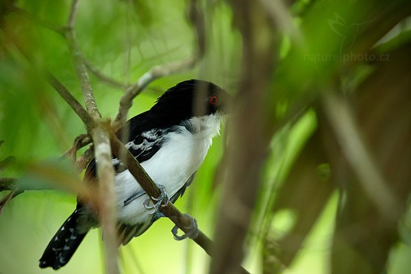 Mravenčík velký (Taraba major), Mravenčík velký (Taraba major) Great Antshrike, Autor: Ondřej Prosický | NaturePhoto.cz, Model: Canon EOS-1D X, Objektiv: EF400mm f/2.8L IS II USM +2x III, Ohnisková vzdálenost (EQ35mm): 800 mm, stativ Gitzo, Clona: 6.3, Doba expozice: 1/80 s, ISO: 5000, Kompenzace expozice: -1 2/3, Blesk: Ano, 18. ledna 2014 9:13:34, Arima (Trinidad & Tobago)