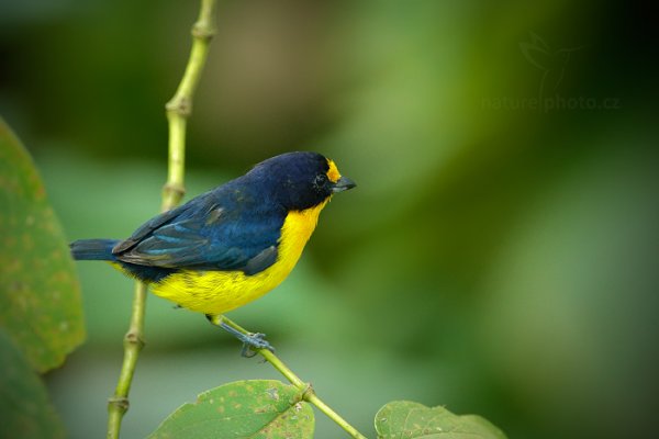 Libohlásek fialový (Euphonia violacea), Libohlásek fialový (Euphonia violacea) Violaceous euphonia, Autor: Ondřej Prosický | NaturePhoto.cz, Model: Canon EOS-1D X, Objektiv: EF400mm f/2.8L IS II USM +2x III, Ohnisková vzdálenost (EQ35mm): 800 mm, stativ Gitzo, Clona: 5.6, Doba expozice: 1/125 s, ISO: 5000, Kompenzace expozice: -1, Blesk: Ano, 18. ledna 2014 7:30:00, Arima (Trinidad & Tobago)