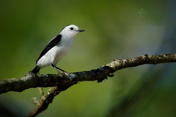 Tyranovec strakatý (Fluvicola pica), Tyranovec strakatý ( Fluvicola pica) Pied Water-Tyrant, Autor: Ondřej Prosický | NaturePhoto.cz, Model: Canon EOS-1D X, Objektiv: EF400mm f/2.8L IS II USM +1.4x, Ohnisková vzdálenost (EQ35mm): 560 mm, stativ Gitzo, Clona: 6.3, Doba expozice: 1/4000 s, ISO: 1000, Kompenzace expozice: -2/3, Blesk: Ano, 15. ledna 2014 21:32:10, Talparo (Trinidad & Tobago)