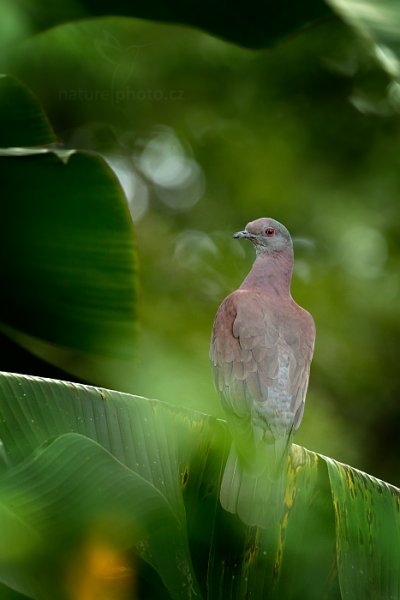 Holub neotropický  (Patagioenas cayennensis), Holub neotropický (Patagioenas cayennensis) Pale-vented Pigeon, Autor: Ondřej Prosický | NaturePhoto.cz, Model: Canon EOS-1D X, Objektiv: EF400mm f/2.8L IS II USM, Ohnisková vzdálenost (EQ35mm): 400 mm, stativ Gitzo, Clona: 8.0, Doba expozice: 1/250 s, ISO: 2000, Kompenzace expozice: +1/3, Blesk: Ano, 24. ledna 2014 13:18:43, Arnos Vale (Trinidad & Tobago)