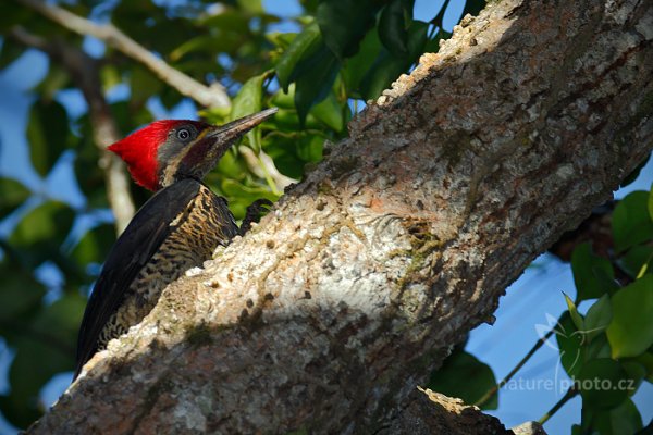 Datel čárkovaný (Dryocopus lineatus) , Datel čárkovaný (Dryocopus lineatus) Lineated Woodpecker, Autor: Ondřej Prosický | NaturePhoto.cz, Model: Canon EOS-1D X, Objektiv: EF400mm f/2.8L IS II USM +2x III, Ohnisková vzdálenost (EQ35mm): 800 mm, stativ Gitzo, Clona: 8.0, Doba expozice: 1/320 s, ISO: 400, Kompenzace expozice: -1 1/3, Blesk: Ano, 21. ledna 2014 17:00:57, Blanchisseuse (Trinidad & Tobago)