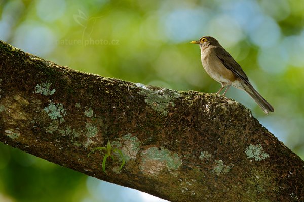 Drozd olivovohnědý (Turdus nudigenis), Drozd olivovohnědý (Turdus nudigenis) Spectacled Thrush, Autor: Ondřej Prosický | NaturePhoto.cz, Model: Canon EOS-1D X, Objektiv: EF400mm f/2.8L IS II USM +1.4x, Ohnisková vzdálenost (EQ35mm): 560 mm, stativ Gitzo, Clona: 5.0, Doba expozice: 1/1000 s, ISO: 1600, Kompenzace expozice: -1/3, Blesk: Ano, 24. ledna 2014 9:09:20, Arnos Vale (Trinidad & Tobago)