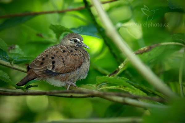 Holoubek skořicový (Columbina talpacoti), Holoubek skořicový (Columbina talpacoti) Ruddy Ground-Dove, Autor: Ondřej Prosický | NaturePhoto.cz, Model: Canon EOS-1D X, Objektiv: EF400mm f/2.8L IS II USM +1.4x, Ohnisková vzdálenost (EQ35mm): 560 mm, stativ Gitzo, Clona: 6.3, Doba expozice: 1/160 s, ISO: 1600, Kompenzace expozice: -1/3, Blesk: Ano, 15. ledna 2014 22:31:21, Talparo (Trinidad & Tobago)