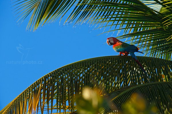 Ara zelenokřídlý (Ara chloroptera), Ara zelenokřídlý (Ara chloroptera) Red-and-green Macaw, Autor: Ondřej Prosický | NaturePhoto.cz, Model: Canon EOS-1D X, Objektiv: EF400mm f/2.8L IS II USM +2x III, Ohnisková vzdálenost (EQ35mm): 800 mm, stativ Gitzo, Clona: 8.0, Doba expozice: 1/400 s, ISO: 400, Kompenzace expozice: -1, Blesk: Ano, 21. ledna 2014 17:09:48, Blanchisseuse (Trinidad & Tobago)