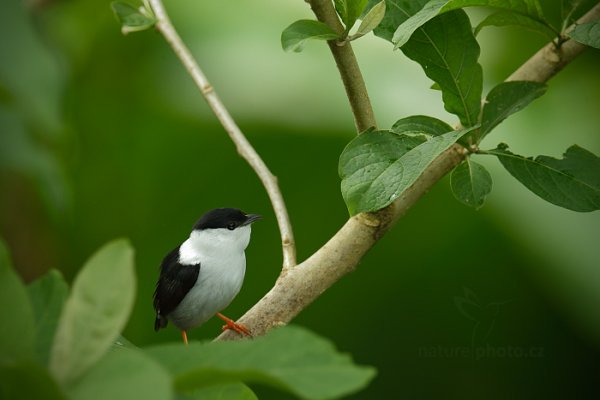 Pipulka bělobradá  (Manacus manacus), Pipulka bělobradá  (Manacus manacus) White-bearded Manakin, Autor: Ondřej Prosický | NaturePhoto.cz, Model: Canon EOS-1D X, Objektiv: EF400mm f/2.8L IS II USM +2x III, Ohnisková vzdálenost (EQ35mm): 800 mm, stativ Gitzo, Clona: 7.1, Doba expozice: 1/400 s, ISO: 2000, Kompenzace expozice: -1, Blesk: Ano, 18. ledna 2014 8:35:09, Arima (Trinidad & Tobago)