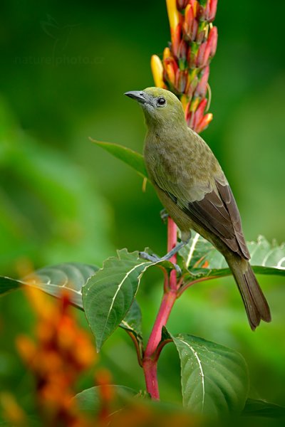 Tangara palmová ( Thraupis palmarum), Tangara palmová (Thraupis palmarum) Palm Tanager, Autor: Ondřej Prosický | NaturePhoto.cz, Model: Canon EOS-1D X, Objektiv: EF400mm f/2.8L IS II USM +2x III, Ohnisková vzdálenost (EQ35mm): 800 mm, stativ Gitzo, Clona: 6.3, Doba expozice: 1/500 s, ISO: 2000, Kompenzace expozice: -2/3, Blesk: Ano, 18. ledna 2014 16:23:59, Arima (Trinidad & Tobago)