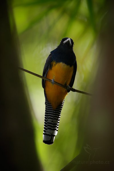 Trogon pralesní (Trogon violaceus), Trogon pralesní (Trogon violaceus) Guianan Trogon, Autor: Ondřej Prosický | NaturePhoto.cz, Model: Canon EOS-1D X, Objektiv: EF400mm f/2.8L IS II USM +2x III, Ohnisková vzdálenost (EQ35mm): 800 mm, stativ Gitzo, Clona: 5.6, Doba expozice: 1/125 s, ISO: 1600, Kompenzace expozice: -1, Blesk: Ano, 19. ledna 2014 10:52:08, Arima (Trinidad & Tobago)