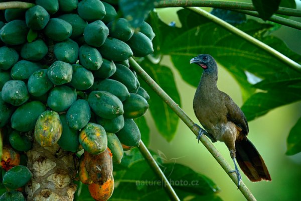 Čačalaka rudořitá (Ortalis ruficauda), Čačalaka rudořitá (Ortalis ruficauda) Rufous-vented Chachalaca, Autor: Ondřej Prosický | NaturePhoto.cz, Model: Canon EOS-1D X, Objektiv: EF400mm f/2.8L IS II USM +2x III, Ohnisková vzdálenost (EQ35mm): 800 mm, stativ Gitzo, Clona: 6.3, Doba expozice: 1/80 s, ISO: 2500, Kompenzace expozice: -1 1/3, Blesk: Ano, 26. ledna 2014 17:47:39, Arnos Vale (Trinidad & Tobago)