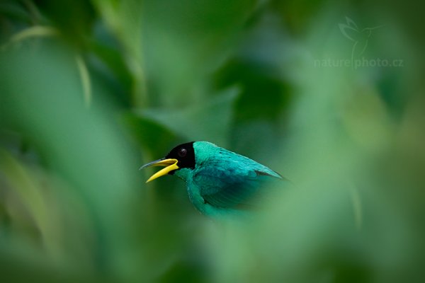 Květomil černohlavý (Chlorophanes spiza), Květomil černohlavý (Chlorophanes spiza) Green Honeycreeper, Autor: Ondřej Prosický | NaturePhoto.cz, Model: Canon EOS-1D X, Objektiv: EF400mm f/2.8L IS II USM +2x III, Ohnisková vzdálenost (EQ35mm): 800 mm, stativ Gitzo, Clona: 5.6, Doba expozice: 1/640 s, ISO: 5000, Kompenzace expozice: -1, Blesk: Ano, 18. ledna 2014 7:30:09, Arima (Trinidad & Tobago)