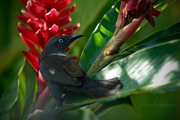 Vlhovec karibský (Quiscalus lugubris), Vlhovec karibský (Quiscalus lugubris) Carib Grackle, Autor: Ondřej Prosický | NaturePhoto.cz, Model: Canon EOS-1D X, Objektiv: EF400mm f/2.8L IS II USM, Ohnisková vzdálenost (EQ35mm): 400 mm, stativ Gitzo, Clona: 7.1, Doba expozice: 1/80 s, ISO: 1600, Kompenzace expozice: 0, Blesk: Ne, 21. ledna 2014 8:43:20, Blanchisseuse (Trinidad & Tobago)