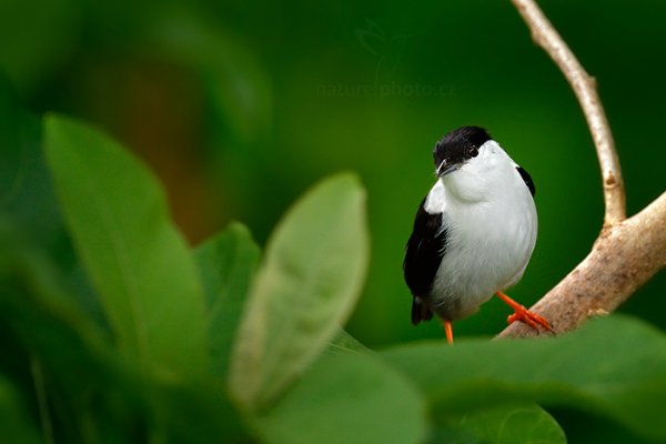 Pipulka bělobradá  (Manacus manacus), Pipulka bělobradá  (Manacus manacus) White-bearded Manakin, Autor: Ondřej Prosický | NaturePhoto.cz, Model: Canon EOS-1D X, Objektiv: EF400mm f/2.8L IS II USM +2x III, Ohnisková vzdálenost (EQ35mm): 800 mm, stativ Gitzo, Clona: 7.1, Doba expozice: 1/400 s, ISO: 2000, Kompenzace expozice: -1, Blesk: Ano, 18. ledna 2014 8:35:06, Arima (Trinidad & Tobago)