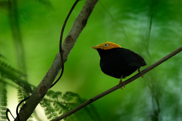 Pipulka zlatohlavá (Ceratopipra erythrocephala), Pipulka zlatohlavá (Ceratopipra erythrocephala) Golden-headed Manakin, Autor: Ondřej Prosický | NaturePhoto.cz, Model: Canon EOS-1D X, Objektiv: EF400mm f/2.8L IS II USM +2x III, Ohnisková vzdálenost (EQ35mm): 800 mm, stativ Gitzo, Clona: 5.6, Doba expozice: 1/160 s, ISO: 3200, Kompenzace expozice: -1, Blesk: Ano, 19. ledna 2014 15:27:40, Arima (Trinidad & Tobago)