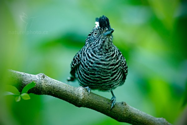 Mravenčík zebrovitý (Thamnophilus doliatus), Mravenčík zebrovitý (Thamnophilus doliatus) Barred Antshrike, Autor: Ondřej Prosický | NaturePhoto.cz, Model: Canon EOS-1D X, Objektiv: EF400mm f/2.8L IS II USM +2x III, Ohnisková vzdálenost (EQ35mm): 800 mm, stativ Gitzo, Clona: 7.1, Doba expozice: 1/50 s, ISO: 3200, Kompenzace expozice: 0, Blesk: Ne, 17. ledna 2014 17:21:22, Arima (Trinidad & Tobago)