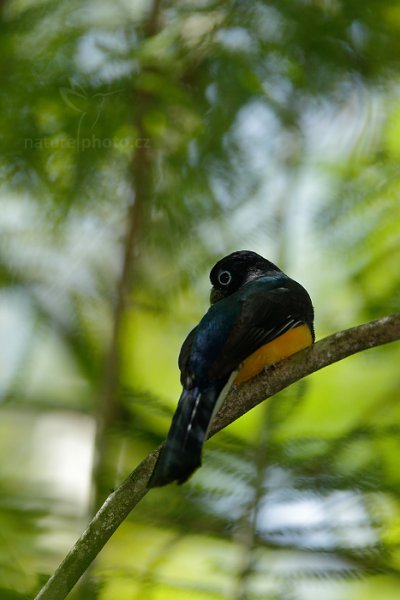 Trogon zelenohřbetý (Trogon viridis), Trogon zelenohřbetý (Trogon viridis) Green-backed Trogon, Autor: Ondřej Prosický | NaturePhoto.cz, Model: Canon EOS-1D X, Objektiv: EF400mm f/2.8L IS II USM +2x III, Ohnisková vzdálenost (EQ35mm): 800 mm, stativ Gitzo, Clona: 5.6, Doba expozice: 1/2000 s, ISO: 4000, Kompenzace expozice: -1, Blesk: Ano, 18. ledna 2014 10:11:52, Arima (Trinidad & Tobago)