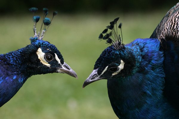 Páv korunkatý (Pavo cristatus), Páv korunkatý (Pavo cristatus), Autor: Ondřej Prosický, Model aparátu: Canon EOS 300D DIGITAL, Objektiv: Canon EF 400mm f/5.6 L USM , Clona: 5.60, Doba expozice: 1/200 s, ISO: 100, Vyvážení expozice: 0.33, Blesk: Ano, Zámek Libochovice (ČR)