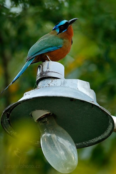 Momot trinidadský (Momotus bahamensis), Momot trinidadský (Momotus bahamensis) Trinidad Motmot, Autor: Ondřej Prosický | NaturePhoto.cz, Model: Canon EOS-1D X, Objektiv: EF400mm f/2.8L IS II USM +2x III, Ohnisková vzdálenost (EQ35mm): 800 mm, stativ Gitzo, Clona: 9.0, Doba expozice: 1/250 s, ISO: 2000, Kompenzace expozice: -2, Blesk: Ano, 25. ledna 2014 17:27:11, Arnos Vale (Trinidad & Tobago)