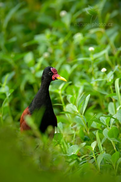 Ostnák jihoamerický (Jacana jacana), Ostnák jihoamerický (Jacana jacana) Wattled Jacana, Autor: Ondřej Prosický | NaturePhoto.cz, Model: Canon EOS-1D X, Objektiv: EF400mm f/2.8L IS II USM +2x III, Ohnisková vzdálenost (EQ35mm): 800 mm, stativ Gitzo, Clona: 5.6, Doba expozice: 1/320 s, ISO: 800, Kompenzace expozice: -1/3, Blesk: Ne, 17. ledna 2014 8:16:11, Talparo (Trinidad & Tobago)