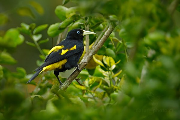 Vlhovec žlutokostřecový (Cacicus cela), Vlhovec žlutokostřecový (Cacicus cela) Yellow-rumped Cacique, Autor: Ondřej Prosický | NaturePhoto.cz, Model: Canon EOS-1D X, Objektiv: EF400mm f/2.8L IS II USM +2x III, Ohnisková vzdálenost (EQ35mm): 800 mm, stativ Gitzo, Clona: 6.3, Doba expozice: 1/500 s, ISO: 1600, Kompenzace expozice: -1/3, Blesk: Ne, 17. ledna 2014 10:29:59, Talparo (Trinidad & Tobago)