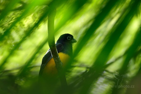 Trogon zelenohřbetý (Trogon viridis), Trogon zelenohřbetý (Trogon viridis) Green-backed Trogon, Autor: Ondřej Prosický | NaturePhoto.cz, Model: Canon EOS-1D X, Objektiv: EF400mm f/2.8L IS II USM +2x III, Ohnisková vzdálenost (EQ35mm): 800 mm, stativ Gitzo, Clona: 5.6, Doba expozice: 1/800 s, ISO: 4000, Kompenzace expozice: -1, Blesk: Ano, 18. ledna 2014 10:12:32, Arima (Trinidad & Tobago)