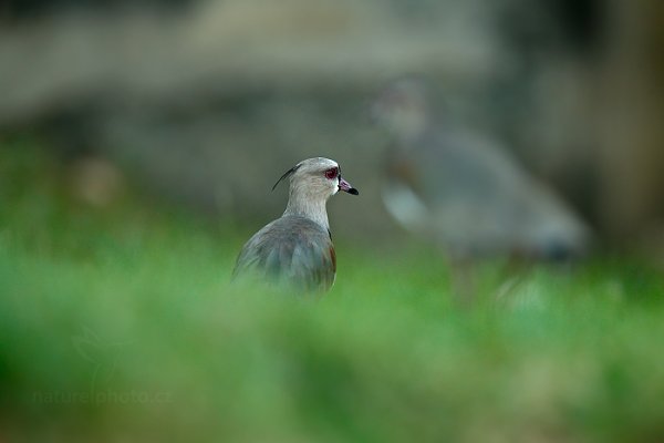 Čejka jihoamerická (Vanellus chilensis), Čejka jihoamerická (Vanellus chilensis) Southern Lapwing, Autor: Ondřej Prosický | NaturePhoto.cz, Model: Canon EOS-1D X, Objektiv: EF400mm f/2.8L IS II USM +1.4x, Ohnisková vzdálenost (EQ35mm): 560 mm, stativ Gitzo, Clona: 4.0, Doba expozice: 1/250 s, ISO: 1000, Kompenzace expozice: -1, Blesk: Ne, 22. ledna 2014 17:46:26, Charlotteville (Trinidad & Tobago)