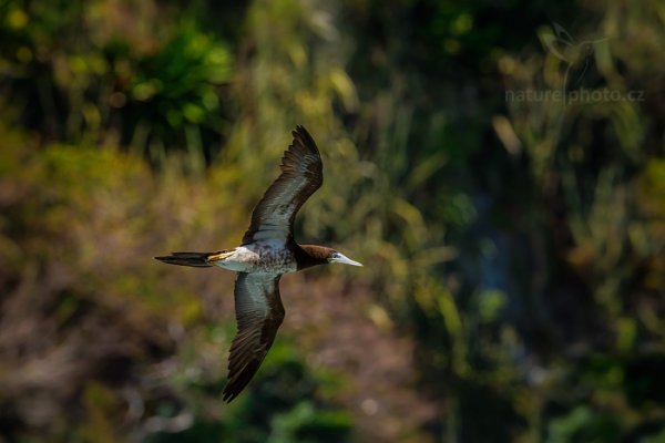 Terej žlutonohý (Sula leucogaster), Terej žlutonohý (Sula leucogaster) Brown Booby, Autor: Ondřej Prosický | NaturePhoto.cz, Model: Canon EOS-1D X, Objektiv: EF400mm f/2.8L IS II USM, Ohnisková vzdálenost (EQ35mm): 400 mm, stativ Gitzo, Clona: 7.1, Doba expozice: 1/1250 s, ISO: 800, Kompenzace expozice: 0, Blesk: Ne, 23. ledna 2014 13:14:48, Little Tobago (Trinidad & Tobago)