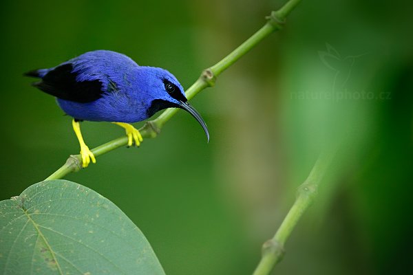 Květomil purpurový (Cyanerpes caeruleus), Květomil purpurový (Cyanerpes caeruleus) Purple honeycreeper, Autor: Ondřej Prosický | NaturePhoto.cz, Model: Canon EOS-1D X, Objektiv: EF400mm f/2.8L IS II USM +2x III, Ohnisková vzdálenost (EQ35mm): 800 mm, stativ Gitzo, Clona: 5.6, Doba expozice: 1/160 s, ISO: 5000, Kompenzace expozice: -1, Blesk: Ano, 18. ledna 2014 7:32:45, Arima (Trinidad & Tobago)