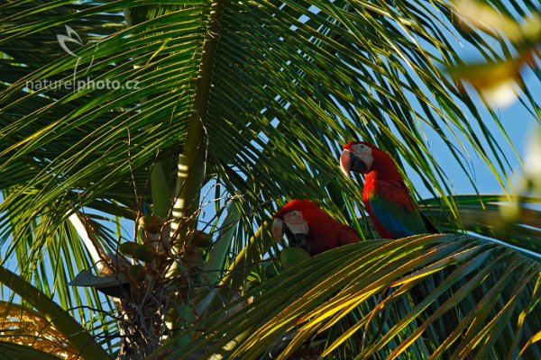 Ara zelenokřídlý (Ara chloroptera), Ara zelenokřídlý (Ara chloroptera) Red-and-green Macaw, Autor: Ondřej Prosický | NaturePhoto.cz, Model: Canon EOS-1D X, Objektiv: EF400mm f/2.8L IS II USM +2x III, Ohnisková vzdálenost (EQ35mm): 800 mm, stativ Gitzo, Clona: 8.0, Doba expozice: 1/250 s, ISO: 400, Kompenzace expozice: -1 2/3, Blesk: Ne, 21. ledna 2014 17:06:16, Blanchisseuse (Trinidad & Tobago)