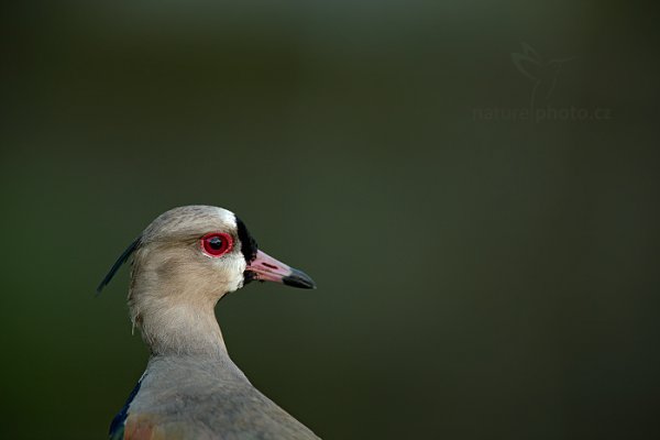 Čejka jihoamerická (Vanellus chilensis), Čejka jihoamerická (Vanellus chilensis) Southern Lapwing, Autor: Ondřej Prosický | NaturePhoto.cz, Model: Canon EOS-1D X, Objektiv: EF400mm f/2.8L IS II USM +1.4x, Ohnisková vzdálenost (EQ35mm): 560 mm, stativ Gitzo, Clona: 4.5, Doba expozice: 1/80 s, ISO: 500, Kompenzace expozice: -1, Blesk: Ne, 22. ledna 2014 17:40:07, Charlotteville (Trinidad & Tobago)