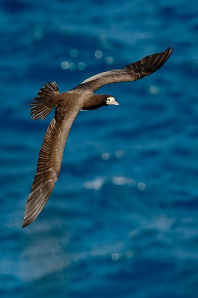 Terej žlutonohý (Sula leucogaster), Terej žlutonohý (Sula leucogaster) Brown Booby, Autor: Ondřej Prosický | NaturePhoto.cz, Model: Canon EOS-1D X, Objektiv: EF400mm f/2.8L IS II USM, Ohnisková vzdálenost (EQ35mm): 400 mm, stativ Gitzo, Clona: 7.1, Doba expozice: 1/2000 s, ISO: 800, Kompenzace expozice: 0, Blesk: Ne, 23. ledna 2014 13:11:29, Little Tobago (Trinidad & Tobago)