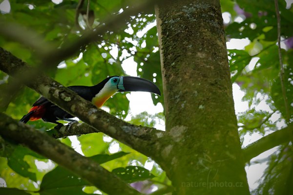 Tukan vrubozobý (Ramphastos vitellinus), Tukan vrubozobý (Ramphastos vitellinus) Channel-billed Toucan, Autor: Ondřej Prosický | NaturePhoto.cz, Model: Canon EOS-1D X, Objektiv: EF400mm f/2.8L IS II USM, Ohnisková vzdálenost (EQ35mm): 400 mm, stativ Gitzo, Clona: 5.6, Doba expozice: 1/640 s, ISO: 2500, Kompenzace expozice: +1, Blesk: Ano, 19. ledna 2014 9:34:57, Arima (Trinidad & Tobago)