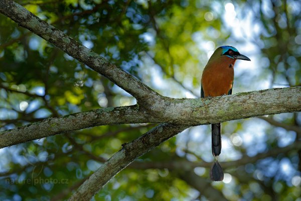 Momot trinidadský (Momotus bahamensis), Momot trinidadský (Momotus bahamensis) Trinidad Motmot, Autor: Ondřej Prosický | NaturePhoto.cz, Model: Canon EOS-1D X, Objektiv: EF400mm f/2.8L IS II USM, Ohnisková vzdálenost (EQ35mm): 400 mm, stativ Gitzo, Clona: 5.6, Doba expozice: 1/800 s, ISO: 1000, Kompenzace expozice: +1/3, Blesk: Ano, 24. ledna 2014 15:08:22, Arnos Vale (Trinidad & Tobago)